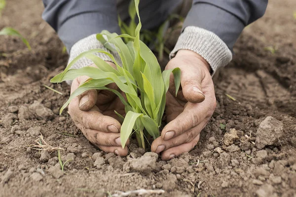 bitki Mısır Mısır Mısır tohumu Mısır büyümeye sahada 