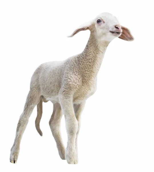 Lamb White Background Farm Animal — Stock Photo, Image