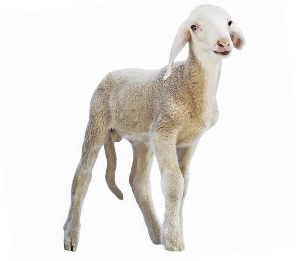 Lamb White Background Farm Animal — Stock Photo, Image