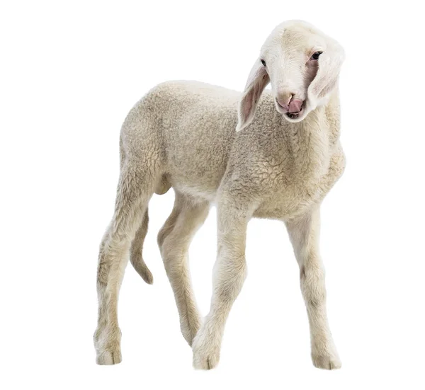 Lamb White Background Farm Animal — Stock Photo, Image