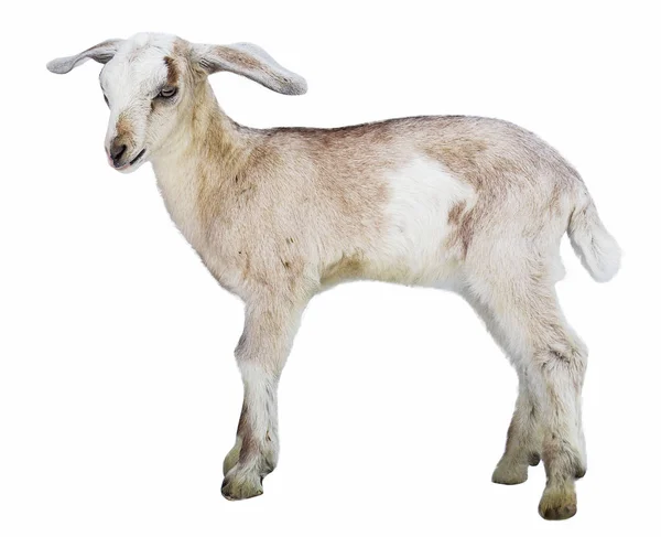Lamm Auf Weißem Hintergrund Bauernhof Tier — Stockfoto