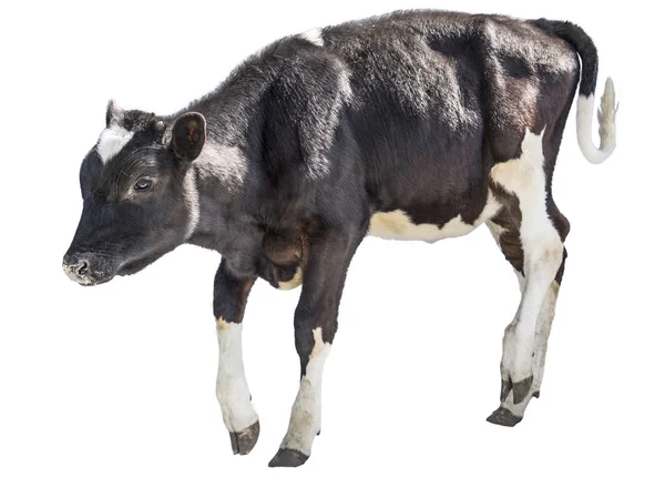 Kuh Nutztier Ein Lustiges Kalb — Stockfoto