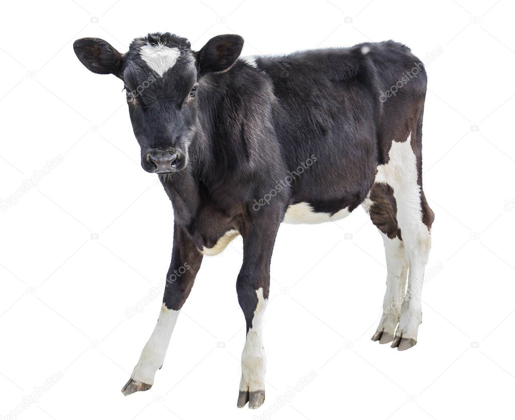 cow farm animal a funny calf