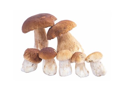 mantar, ceps, sonbahar, beyaz mantar
