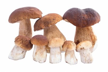 mantar, ceps, sonbahar, beyaz mantar