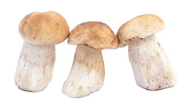 mantar, ceps, sonbahar, beyaz mantar