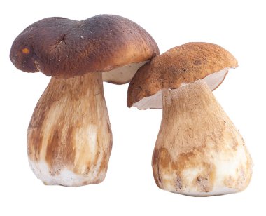 mantar, ceps, sonbahar, beyaz mantar