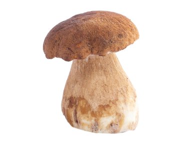 mantar, ceps, sonbahar, beyaz mantar