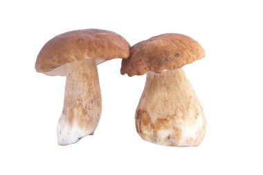 mantar, ceps, sonbahar, beyaz mantar
