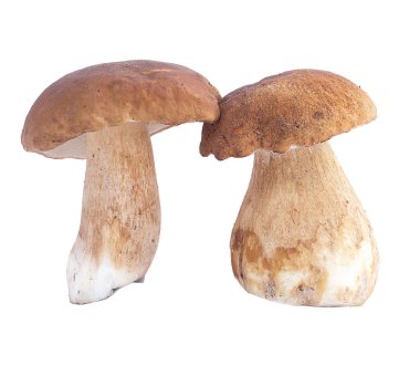 mantar, ceps, sonbahar, beyaz mantar