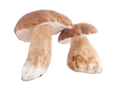 mantar, ceps, sonbahar, beyaz mantar