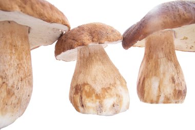 mantar, ceps, sonbahar, beyaz mantar