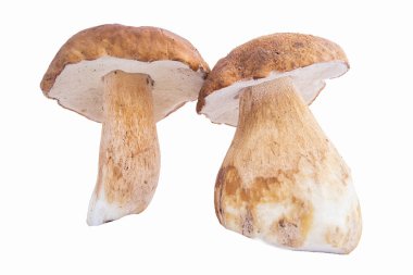 mantar, ceps, sonbahar, beyaz mantar
