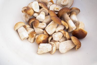 mantar, ceps, sonbahar, beyaz mantar
