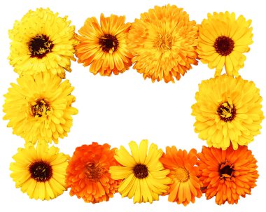 Calendula, çerçeve çiçek, güzel çiçek