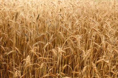 buğday, buğday alan, yaz