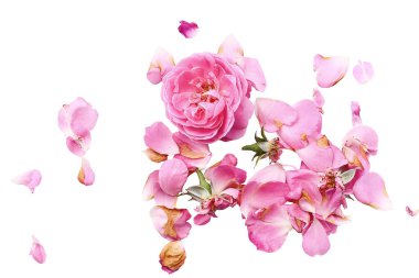 ihale gül beyaz bir arka plan, gül, beyaz arka plan, gül yaprakları üzerinde