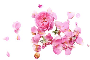 ihale gül beyaz bir arka plan, gül, beyaz arka plan, gül yaprakları üzerinde