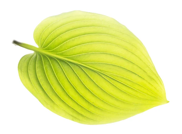 Лист Зеленый Лист Растения Белом Фоне Лист Цветка Белом Фоне — стоковое фото