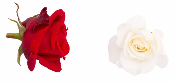 Rosas Brancas Vermelhas Sobre Fundo Branco Rosas Flores Sobre Fundo — Fotografia de Stock