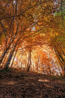 Kayın orman sonbahar dağlar