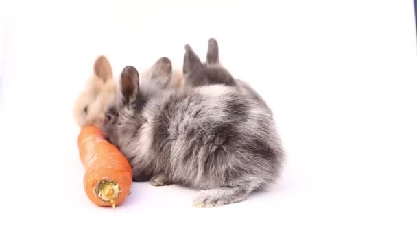 Conejos Sobre Fondo Blanco Conejos Lindos Sobre Fondo Blanco Conejo — Vídeo de stock