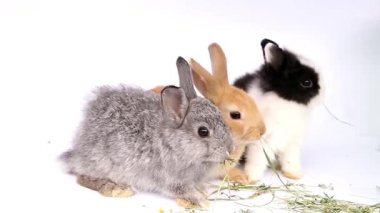 Komik hamster, hamster yiyor, beyaz bir arka plan üzerinde hamster
