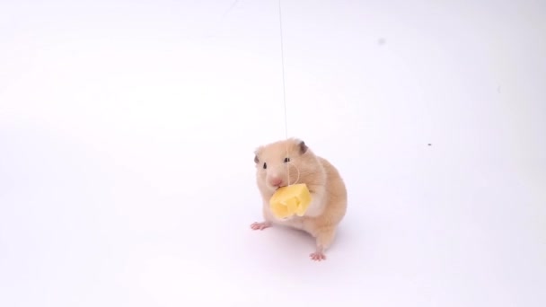 Hamster Lucu Hamster Makan Hamster Dengan Latar Belakang Putih — Stok Video