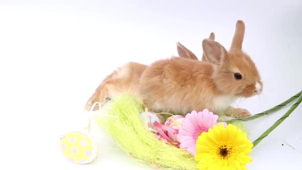 Velikonoční Zajíci Roztomilí Králíci Králík Bílém Pozadí — Stock video