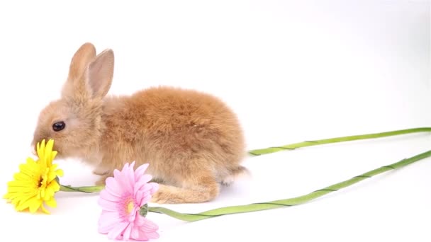 Conejito Pascua Conejitos Lindos Conejo Sobre Fondo Blanco — Vídeos de Stock