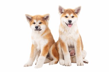 Akita, güzel köpekler, safkan köpekler