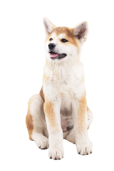 Akita, anjing-anjing cantik, anjing ras murni — Stok Foto