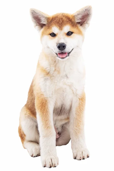 Akita, schöne Hunde, Vollbluthunde — Stockfoto