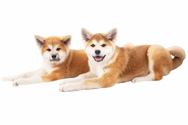 Akita, skön hund, fullblods hundar — Stockfoto