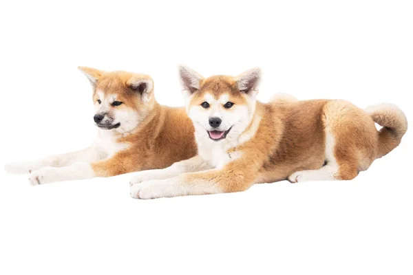 Акита, красивые собаки, чистокровные собаки Лицензионные Стоковые Изображения