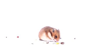beyaz bir arka plan üzerinde komik açık kahverengi cüce hamster cüce hamster yiyor, beyaz bir arka plan üzerinde hamster