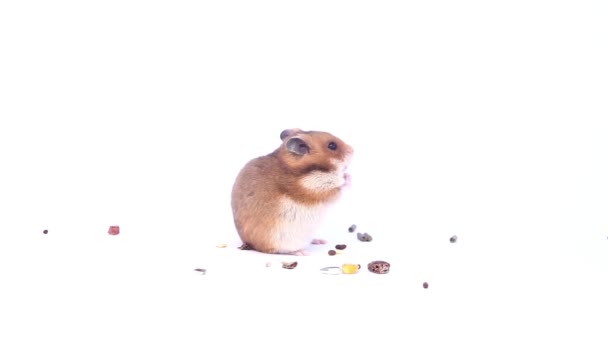 Grappig Licht Bruin Dwerghamster Een Witte Backgrounddwarf Hamster Eet Hamster — Stockvideo