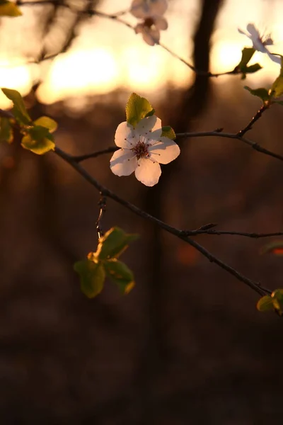 Schöne Blumen Blumen Auf Einem Sonnenuntergang Hintergrund Kirschblüte — Stockfoto