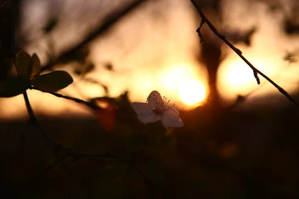 Mooie Bloemen Bloemen Een Zonsondergang Achtergrond Kersenbloesem — Stockfoto