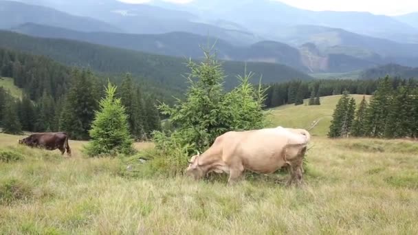 Kühe Weiden Berghängen Kühe Weiden Auf Einem Berg Kühe Weiden — Stockvideo