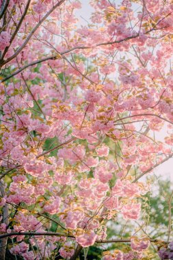 çiçekli ağaç üzerindeki kiraz çiçekleri