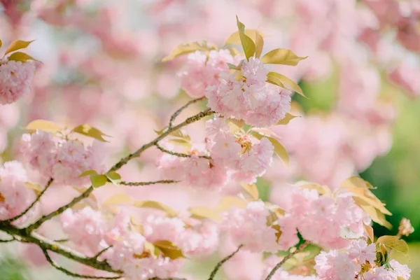 Floração Flores Cereja Uma Árvore — Fotografia de Stock