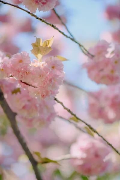 木に桜の花の開花 — ストック写真