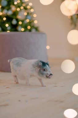 Siyah renk siyah noktalar ile kedi ile mini domuz