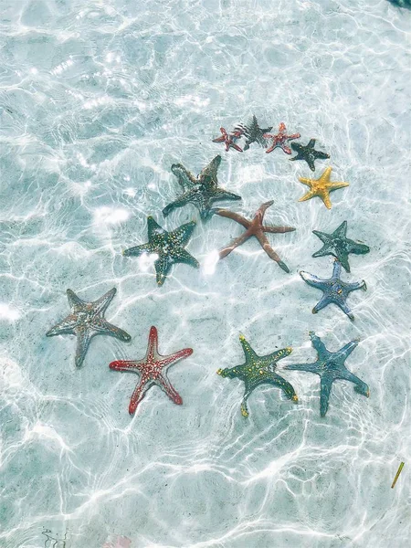 Estrellas Mar Fondo Del Océano Bajo Los Rayos Del Sol — Foto de Stock