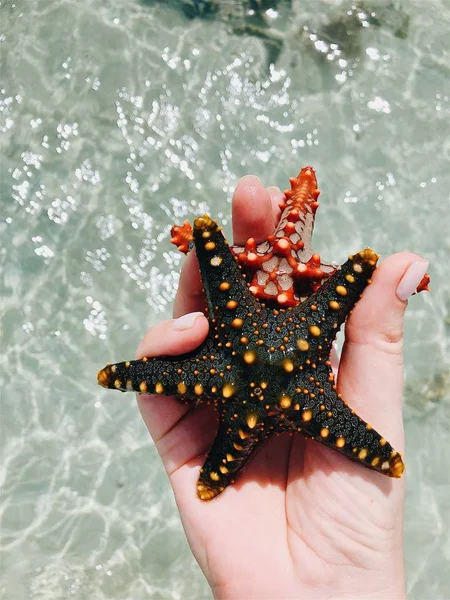 Морская Звезда Руках Лучами Солнца Фоне Облаков — стоковое фото