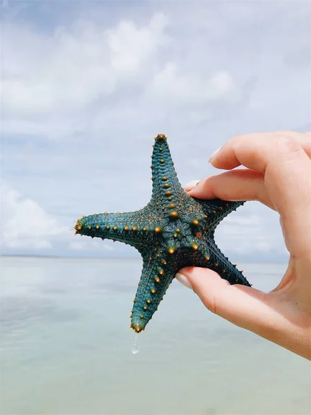 Морская Звезда Руках Лучами Солнца Фоне Облаков — стоковое фото