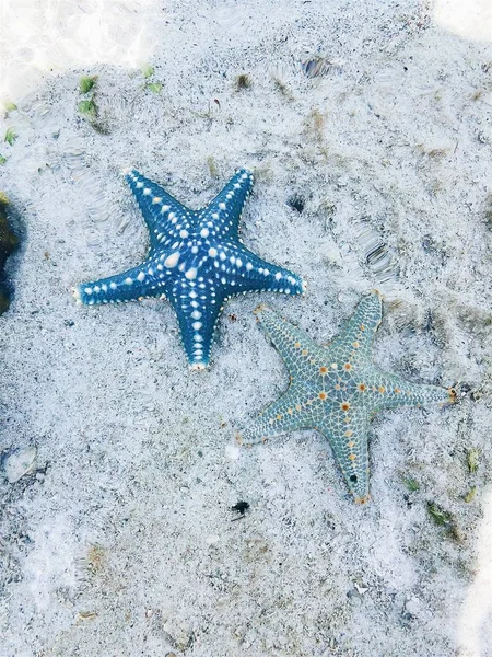Estrellas Mar Fondo Del Océano Bajo Los Rayos Del Sol — Foto de Stock