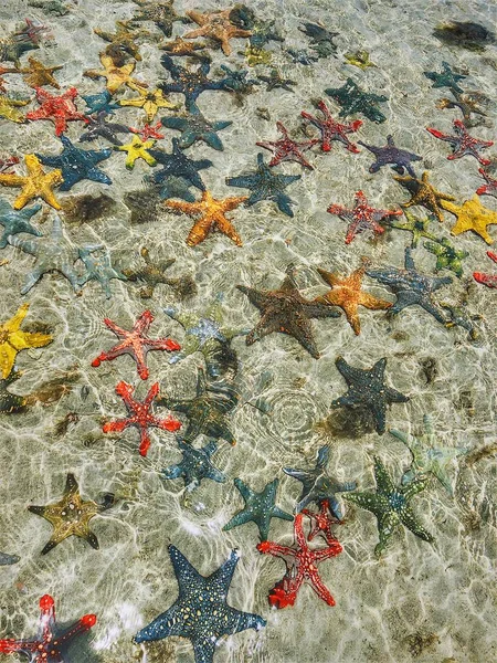 Hvězdice Dně Oceánu Pod Paprsky Slunce — Stock fotografie