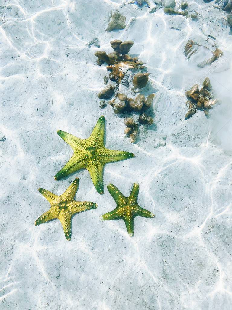 starfish at the bottom of the ocean under the rays of the sun